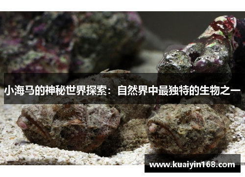 小海马的神秘世界探索：自然界中最独特的生物之一